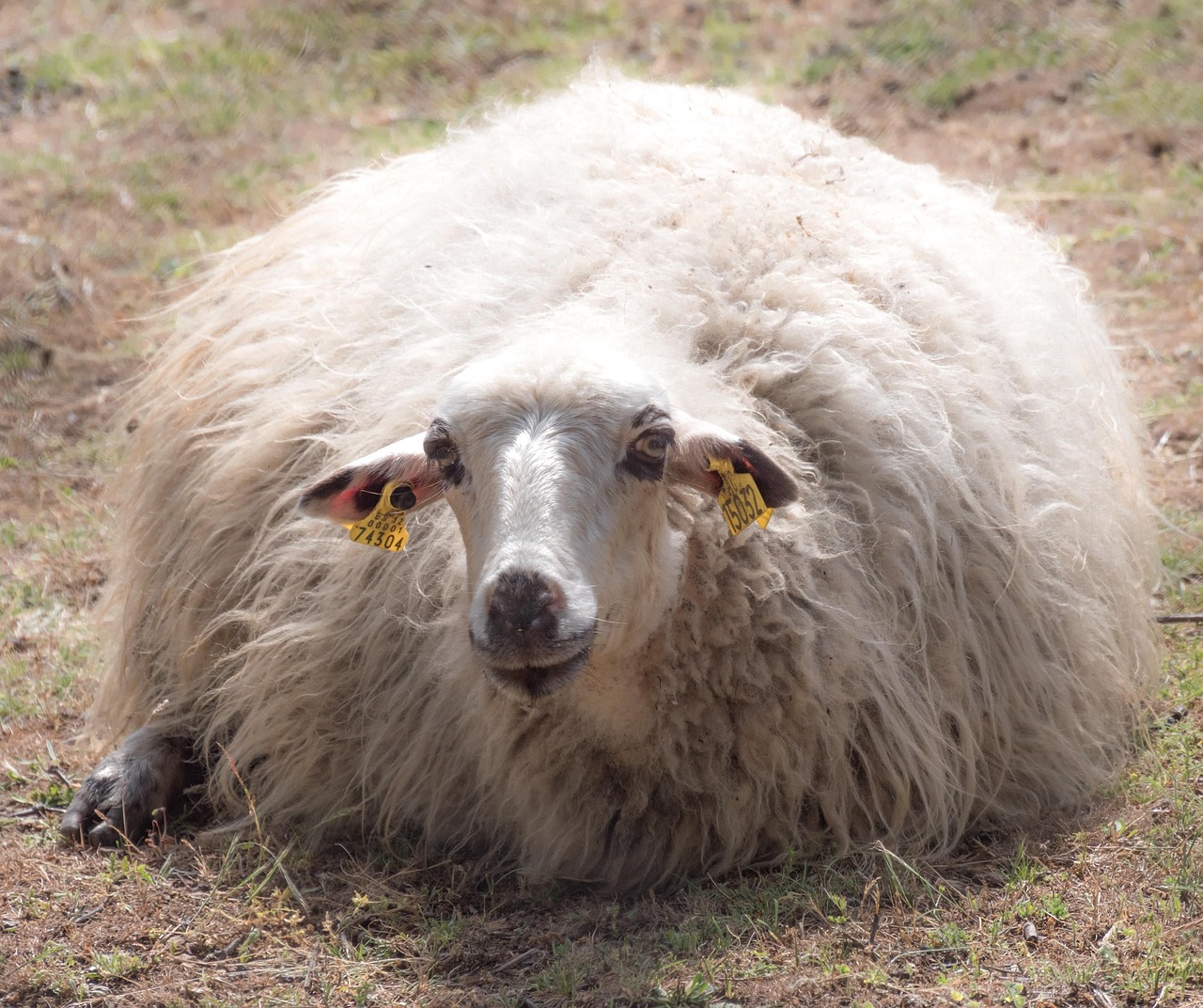 라식 라섹 차이점