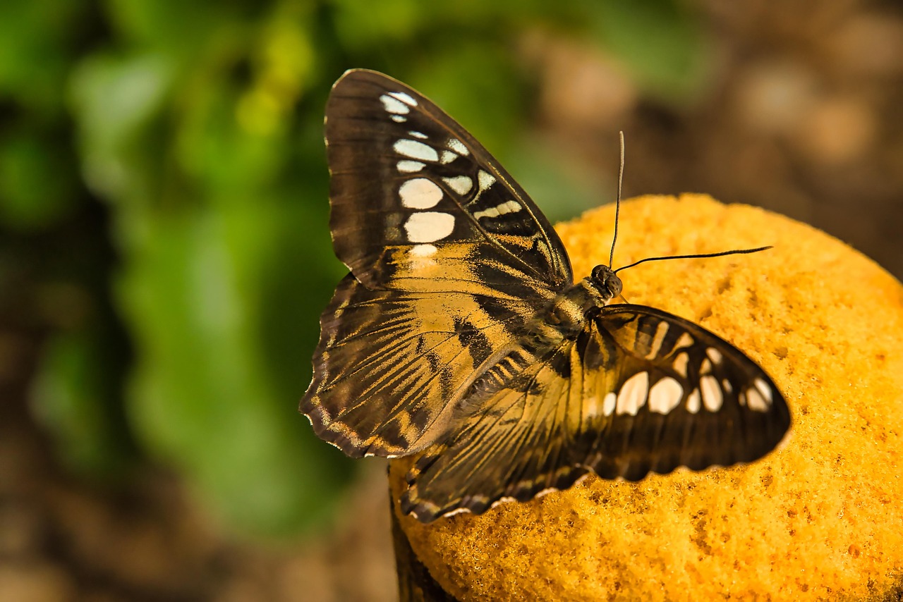 노안 라식 실비